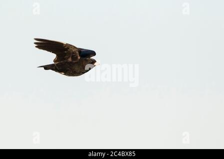 black lark (Melanocorypha yeltoniensis), flying male, side view, Kazakhstan Stock Photo