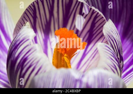 Dutch crocus, spring crocus (Crocus vernus, Crocus neapolitanus), detail of flower with stigma, Netherlands Stock Photo