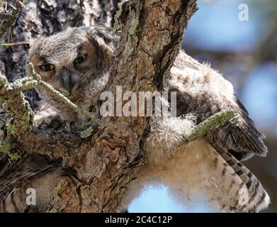A baby Great Horned Owl looks down at the camera while perched on a large pine tree. Stock Photo
