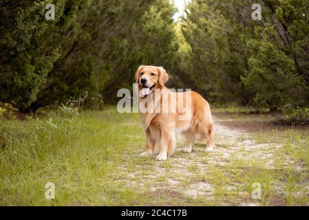 Retriever standing on a path in the middle of tall and dark cypress trees in the forest Stock Photo