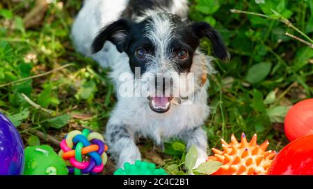 A Cute Scruffy Dog is Playing With His Toys Outside Stock Photo