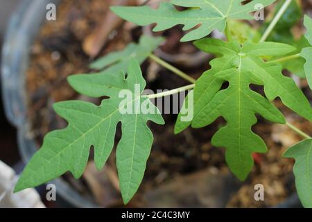 Beautifull leaf of carica papaya in organic garden Stock Photo