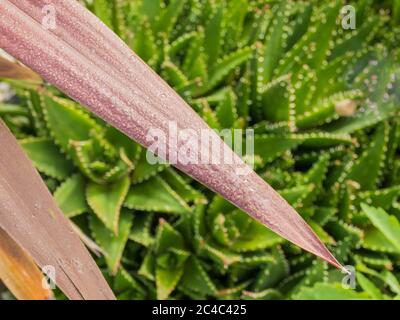 plant red star cordyline australis red leaf cabbage palm with waterdrops and sunlight outdoors Stock Photo