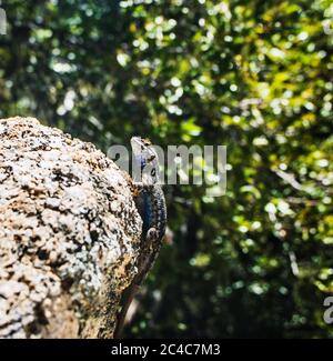 blue-bellied lizard in Yosemite National Park, California, USA Stock Photo