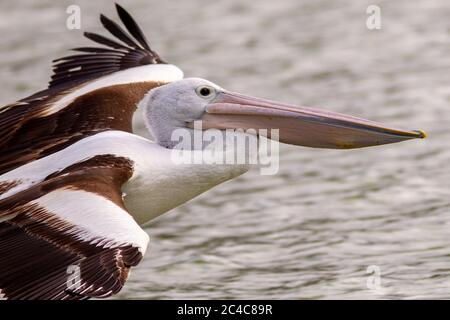 A close up of pelican in flight over the River Murray at Paringa in the River Land South Australia on the 21st June 2020 Stock Photo