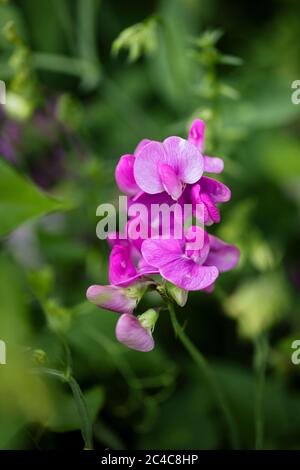 Broad-leaved sweet pea (Lathyrus latifolius), also known as perennial peavine or everlasting pea, in family Fabaceae and native to Europe. Stock Photo