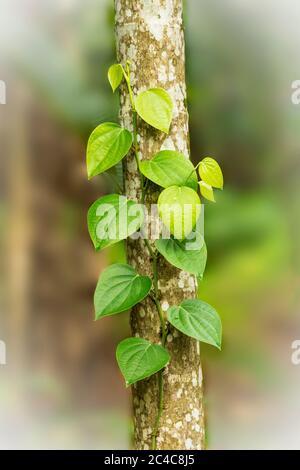 Black pepper (Piper nigrum) is a flowering vine in the family Piperaceae, cultivated for its fruit, known as a peppercorn, Stock Photo