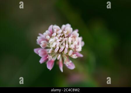 Trifolium hybridum, or alsike clover, a plant species of the genus Trifolium in the pea family Fabaceae that grows wild and is used for animal fodder. Stock Photo
