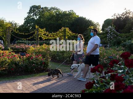 London, Britain. 25th June, 2020. People walk their dogs in Queen Mary's Rose Gardens at Regent's Park in central London, Britain, on June 25, 2020. Britain on Thursday experienced its hottest day of the year so far, with temperature reaching 33.3 degrees Celsius at Heathrow Airport, the Met Office said. Credit: Han Yan/Xinhua/Alamy Live News Stock Photo
