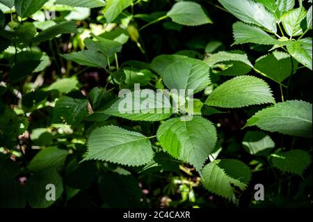 Common nettle is a perennial that has sharp spines that cause a rash reaction. Stock Photo