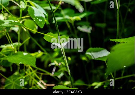 Common nettle is a perennial that has sharp spines that cause a rash reaction. Stock Photo
