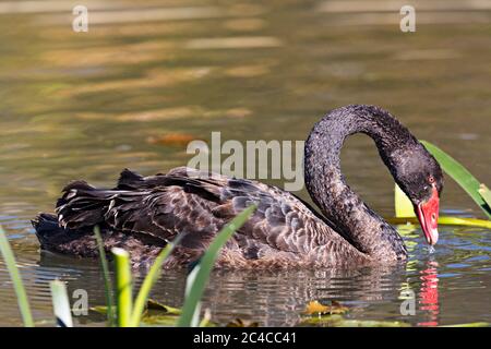 Birds /  Black Swan paddling on Lake Wendouree in  Ballarat Victoria Australia. Stock Photo