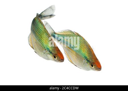 Turquoise Rainbowfish Aquarium Fish Lake Kutubu rainbowfish Melanotaenia lacustris Stock Photo