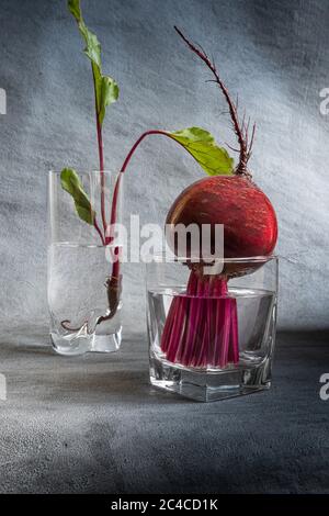 Close-up of fresh bright red beetroot and beetroot leaves in two glasses filled with clean water. Vertical textured gray background with copy space. H Stock Photo