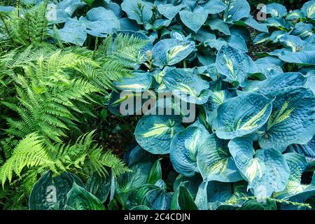 Hosta 'Great Expectations' ferns, hosta in garden Stock Photo