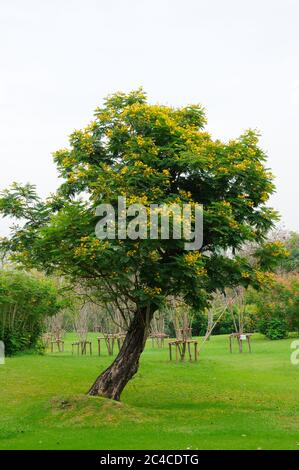 A Leaning Tree with Yellow Flowers Stock Photo