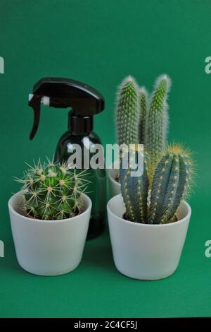 Cactus watering concept. Cacti set and plastic green spray with water on a bright turquoise background Stock Photo