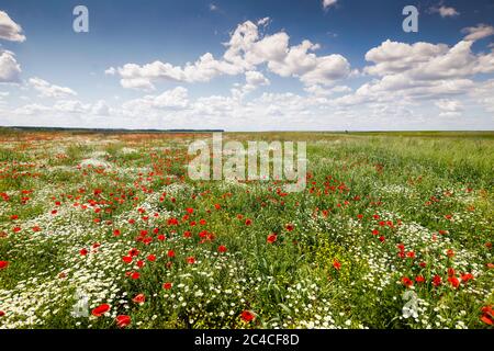 Red poppies in a green field with wild flowers during a sunny summer day. Stock Photo
