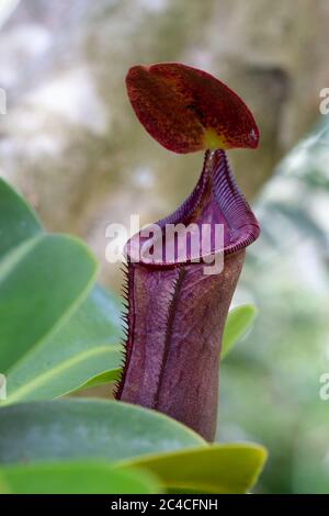 Brightly coloured open pitcher of nepenthes or tropical pitcher plant (N. lowii x campanulata) sometimes referred to as a monkey cup. Stock Photo