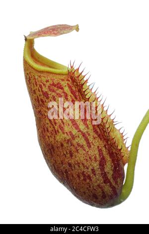 Pitcher plant hybrid (Nepenthes lowii x (maxima x mira)) isolated on white background Stock Photo