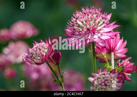 Great Masterwort Astrantia major 'Rubra' flower Astrantia Rubra Stock Photo