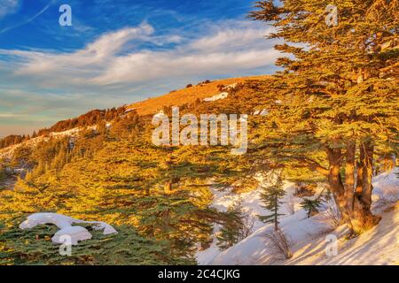 Cedrus libani, Lebanon cedar, Al Shouf Cedar Nature Reserve, near Maaser esh-Shouf, Lebanon mountains, Chouf District, Lebanon Stock Photo