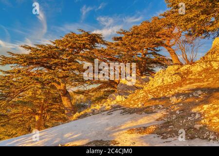 Cedrus libani, Lebanon cedar, Al Shouf Cedar Nature Reserve, near Maaser esh-Shouf, Lebanon mountains, Chouf District, Lebanon Stock Photo