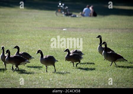 26 June 2020, North Rhine-Westphalia, Kölm: Canada geese walk in the morning sun with their young across a meadow in a park. Photo: Federico Gambarini/dpa Stock Photo