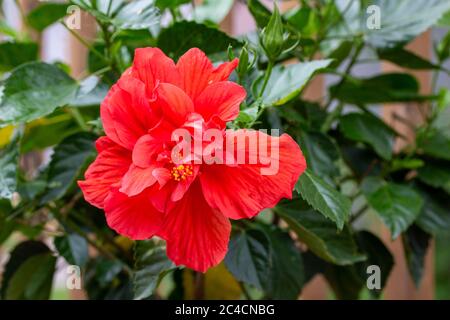 Close up view of a single bright red ruffled double hibiscus, blooming in an outdoor ornamental garden on a sunny day Stock Photo