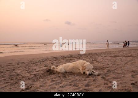 A big white stray dog sleeping on the sandy beach at sunset, Bali, Indonesia Stock Photo