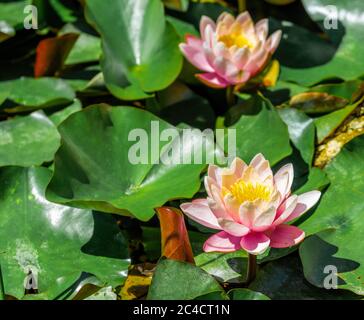 Pink water lily or lotus flower with spotty leaves against the background of greenery pond. Petals NymphaeaPerry's Orange Sunset covered with Stock Photo