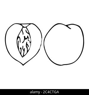 Peach with kernel. Hand drawn outline doodle icon. Colorful isolated on ...