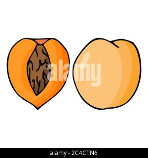 Peach with kernel. Hand drawn outline doodle icon. Transparent isolated ...