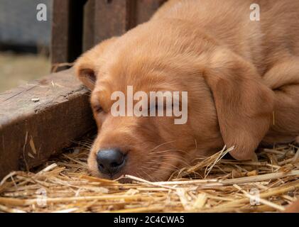 Golden Labrador puppy fast asleep in the barn. Stock Photo