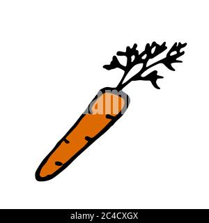 Orange carrot. Hand drawn outline doodle icon. Colorful isolated on white background. Vector illustration for greeting cards, posters, patches, prints Stock Vector
