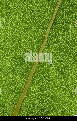 A close up of the details and patterns of the veins in a Salvia leaf Stock Photo