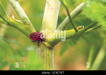 Red and black striped bug on a green plant Stock Photo