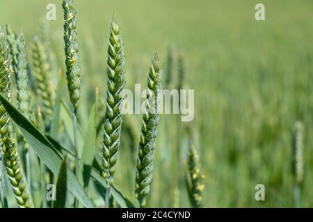 Juicy fresh ears of young green wheat on nature in spring summer field close-up of macro. ripening ears of wheat field.  Stock Photo