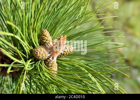 The new spring shoots of evergreen tree Pine (Pinus Sylvestris) with young yellow conifer cones candles and pollen flowers. Blooming Pine branch close Stock Photo