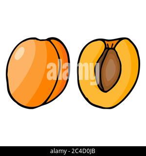 Apricot with kernel. Hand drawn outline doodle icon. Colorful isolated on white background. Vector illustration for cards, posters, patches Stock Vector