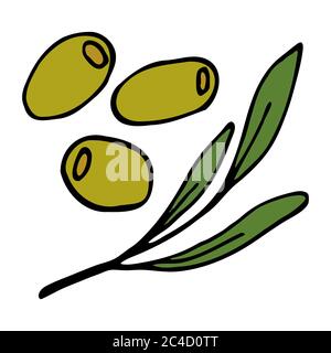 Green three olives and twig with leaves. Hand drawn outline doodle icon. Colorful isolated on white background. Vector illustration for cards Stock Vector