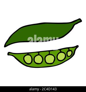 Green pea pod with peas. Hand drawn outline doodle icon. Colorful isolated on white background. Vector illustration for greeting cards, posters Stock Vector