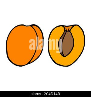 Apricot with kernel. Hand drawn outline doodle icon. Colorful isolated on white background. Vector illustration for greeting cards, posters, patches Stock Vector