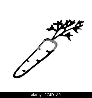 Carrot. Hand drawn outline doodle icon. Transparent isolated on white background. Vector illustration for greeting cards, posters, patches, prints Stock Vector