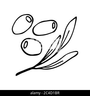 Three olives and twig with leaves. Hand drawn outline doodle icon. Transparent isolated on white background. Vector illustration for cards Stock Vector