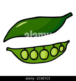 Green pea pod with peas. Hand drawn outline doodle icon. Colorful isolated on white background. Vector illustration for greeting cards, posters Stock Vector