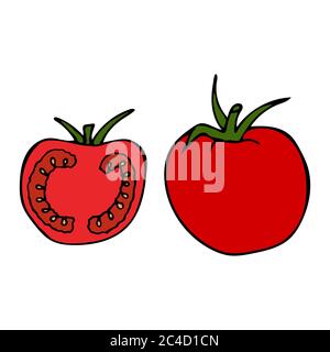 Tomato with stem and leaf. Hand drawn outline doodle icon. Colorful isolated on white background. Vector illustration for greeting cards, posters Stock Vector