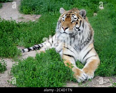 Tiger resting and looking to the side on green grass Stock Photo