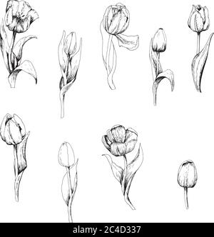 Tulip is a hand drawn set of Tulip branches. Sketch. 9 flowers isolated on white background. Vintage vector illustration. Vector graphics Stock Vector