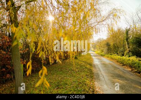 Willow tree seen on a private road on a bright sunny day. Stock Photo